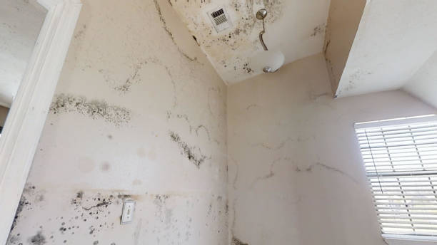 Forensic Mold Investigation in Port Richey, FL