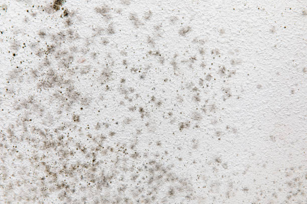 Best Mold Removal for HVAC Installations  in Port Richey, FL